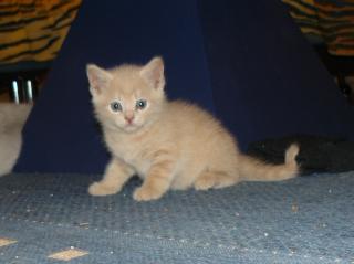 Britisch Kurzhaar Katzenkinder in Creme Creme-Tabby