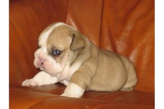 English Bulldog welpen