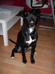 Süßer Amstaff/Labrador Mischling Sucht Deckhündin . 10 monate