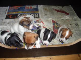 Wir haben noch 4 süße jackrussel welpen.
