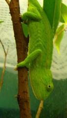0. 1 Furcifer lateralis lateralis 04/10 DNZ