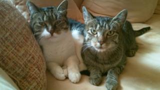 Suchen für unsere Katze und Kater ein neues zu Hause