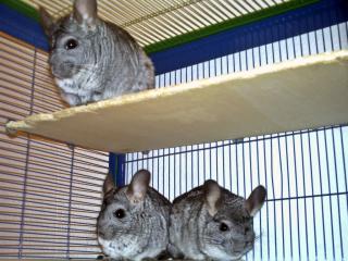 Chinchillas mit Käfig suchen dringend ein neues zu Hause