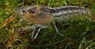 Junge Zwergflußkrebse abzugeben Cambarellus Chapalanus