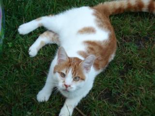 Rot/Weisser super Kater, ca 15 mon. sucht