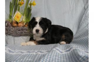 3 Tibet Terrier Welpen Tibetterrier tricolor gold