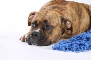 11 Kleine süße Dogo Canario Welpen suchen ein Zuhause