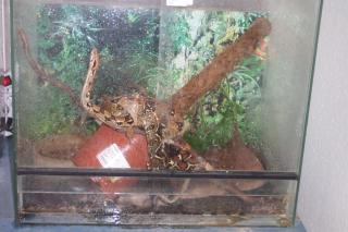 Boa zu verkaufen mit terrarium an selbst abholer