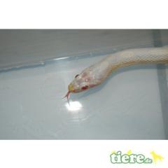 0. 2. 0 Kornnatter Snow het. Opal Hypo