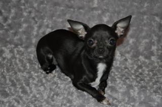 Chihuahua Junghündin kurzhaar mit Ahentafel
