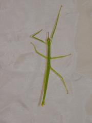 Ctemomorphodes briareus