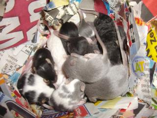 Farbmäuse Baby Mäuse