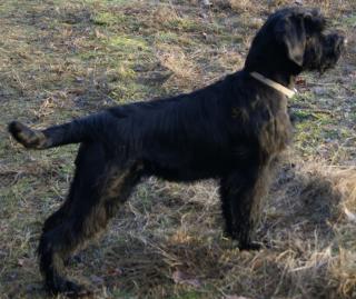 Riesenschnauzer
