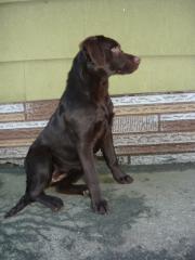 Reinrassige Labradorhündin mit Papieren