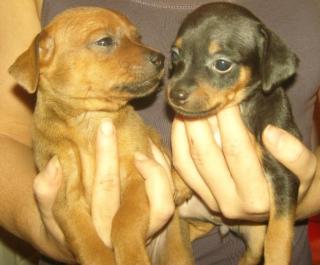 Zucker Süße Prager Rattler Welpen, Kleiner wie Pinscher