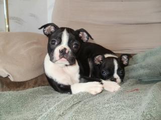 Wir haben Wunderschöne Boston Terrier Welpen