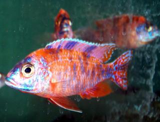 Aulonocara red gescheckt
