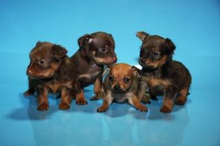 Russische Toy Terrier Welpen