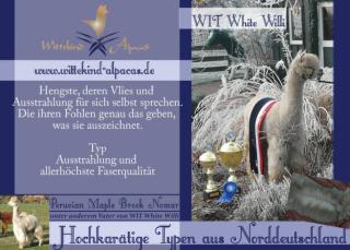 Alpaka - Herdbuchzucht Stuten und Hengste