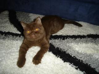BKH Kater in schoko Farbe
