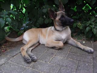 11 MONATE, ALTE MALINOIS-HÜNDIN ABZUGEBEN