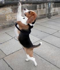 Adliger Beagle-Rüde sucht Freundin für gemeinsame Stunden