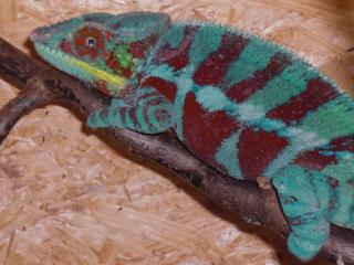 Furcifer pardalis Ambanja DNZ 01, 2011