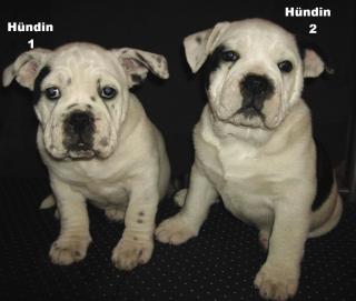 Old Englische Bulldogge Welpen