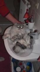 Schöner Perserdeckkater bietet seine Dienste an
