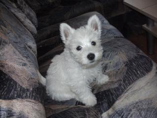 West Highland White Terrier