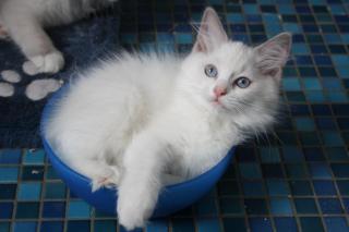 RAGDOLL KITTEN IN LILAC UND BLUE suchen.