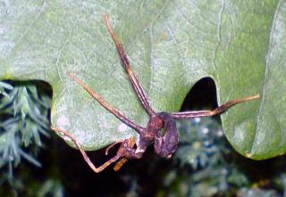 Extatosoma tiaratum L1-L3 zu verkaufen