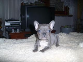 Süsse Französisch-Bulldog-Welpen in blue