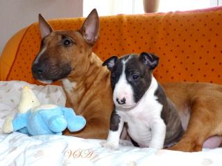 Miniatur Bullterrier Welpen