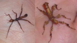 Gespenstschrecke Australische - Extatosoma tiaratum abzugeben