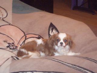 Cavalier-King-Charles Spaniel Hündin abzugeben.