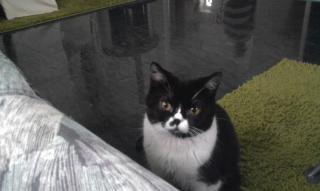 Wunderschöner Deckkater