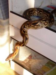 Nördlich madagaskarboa, acrantophis madagascariensis