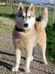 Lasko - junger Alaskan Malamute-Mix , geboren 2021