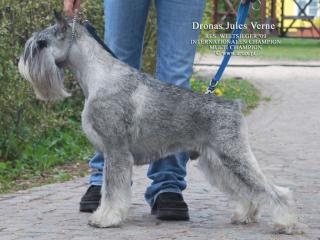 Schnauzerwelpen pfeffer-salz werden erwartet Mittelschnauzer