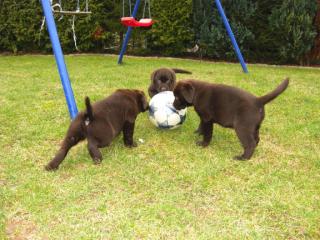 Choco-Labradorwelpen ab sofort abzugeben