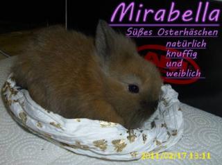4 Baby Hasen ab sofort zu verschenken