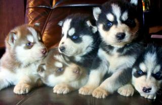 Sibirische Huskywelpen Siberian Husky Welpen 8 wochen alt