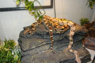 Boa Constrictor zu verkaufen