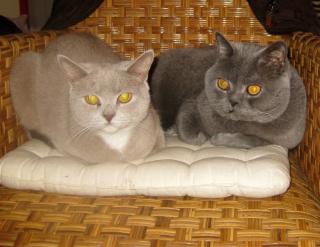 Maja sucht Deckkater