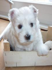 Westie welpe sucht frauchen