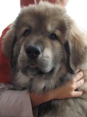 Tibet Dogge Do Khyi Welpen mit Stammbaum