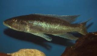 Suche forellen cichlide wildfang