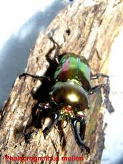 Phalacrognathus muelleri adulte Tiere