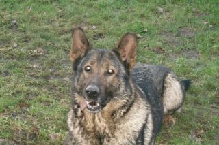 Ausgebildete Deutsche Schäferhündin in erfahrene Hundesportlerhände abzugeben